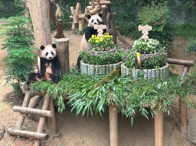 韓国で双子パンダ「ルイバオ」と「フイバオ」 2歳の誕生会開催