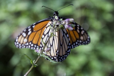 米国境の壁、メキシコで越冬するチョウに悪影響及ぼす恐れ