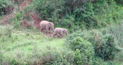 象の群れが畑に！　雲南