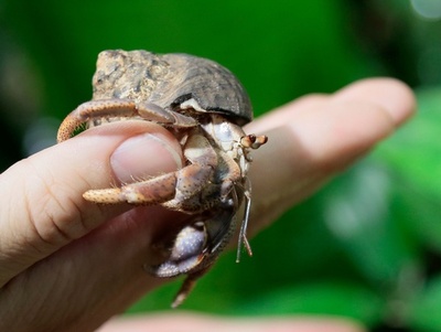 ヤドカリのペニス、貝泥棒対策で長さ進化 研究