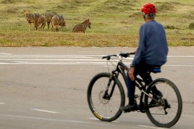 【写真特集】街にピューマやジャッカル 都市封鎖で動物の暮らしも変化？