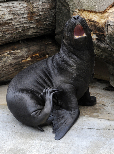 野生の赤ちゃんアシカ、高級ホテルに迷い込む 米カリフォルニア
