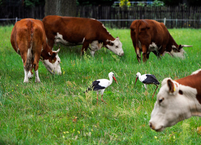 非定型の「狂牛病」の症例1件、ポーランドで確認