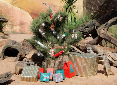 クリスマスプレゼントにわくわく、豪動物園のミーアキャット