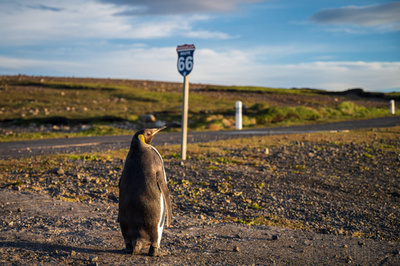 【今日の1枚】「この道はどこへ」 孤島のオウサマペンギン