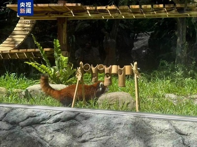上海動物園のレッサーパンダが台北で公開 「ティエンティエン」「ラーラー」と命名