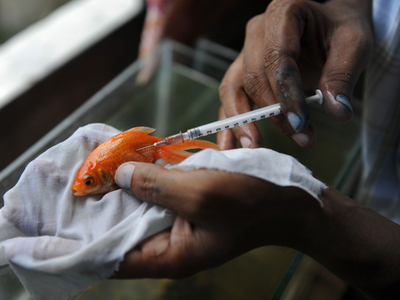 インドの「魚のお医者さん」、「ベッド」数は32床