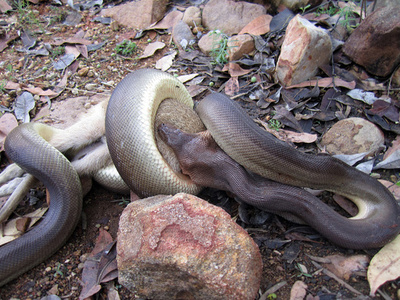 ニシキヘビ ヤマアラシをのみこんで死ぬ 南ア 写真5枚 国際ニュース Afpbb News