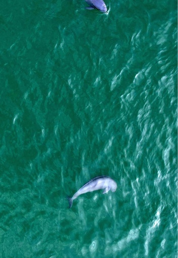 デジタル技術で生態環境保護に活力を与える 中国