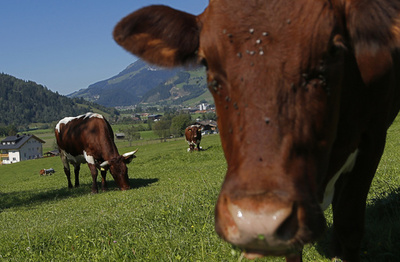 放牧牛に襲われ女性が死亡、農家側に6150万円の賠償命令 オーストリア