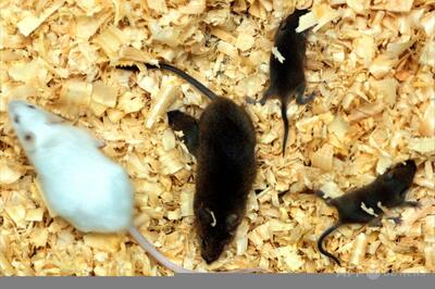 哺乳類のクローン、58世代目で限界 「変異」蓄積 研究