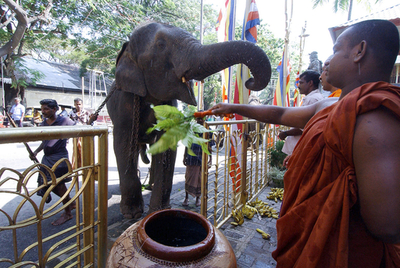 コロンボ最大の仏教祭典に50頭のゾウ集まる - スリランカ