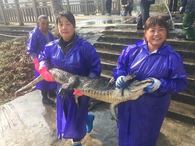 ヨウスコウワニ1万匹、越冬のための「お引越し」　