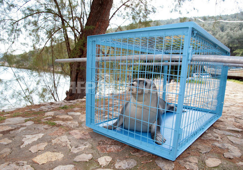 絶滅危惧種チチュウカイモンクアザラシの迷子 治療終え海へ 写真2枚 ファッション ニュースならmode Press Powered By Afpbb News 絶滅危惧種チチュウカイモンクアザラシの迷子 治療終え海へ 写真2枚 ファッション ニュースならmode Press Powered By Afpbb News