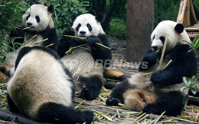 中国の野生パンダ「食糧難」の危機に、竹林の減少で