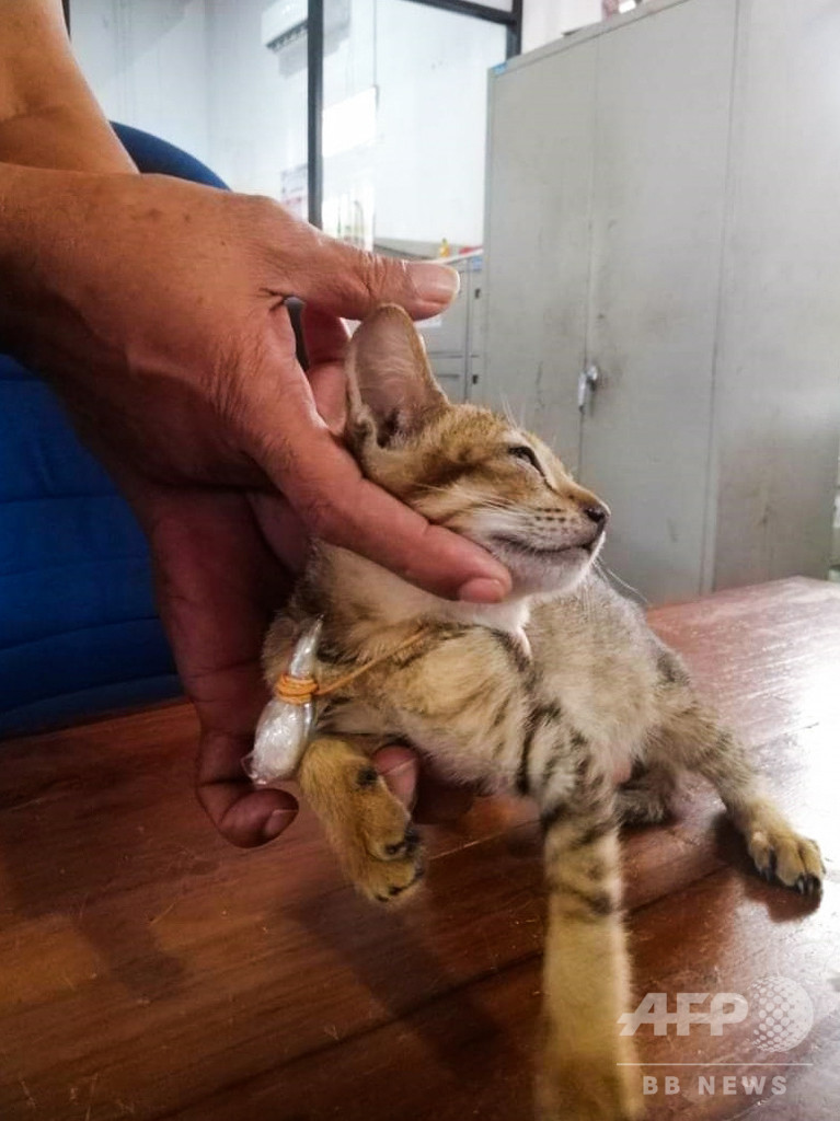 ネコの麻薬 運び屋 刑務所で捕獲されるも 脱獄 スリランカ 写真2枚 国際ニュース Afpbb News