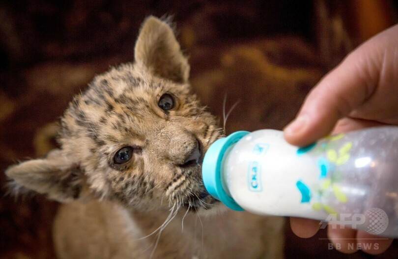 ライオンとトラから生まれた「ライガー」、ロシアの動物園で誕生