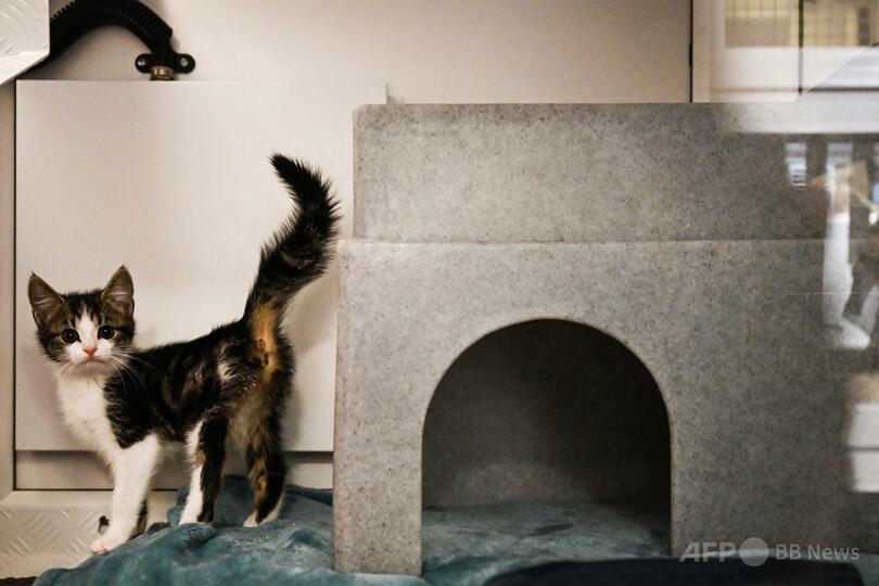 子猫2匹を虐待して殺した17歳少年を少年院送致、17歳少女に拘禁刑 英