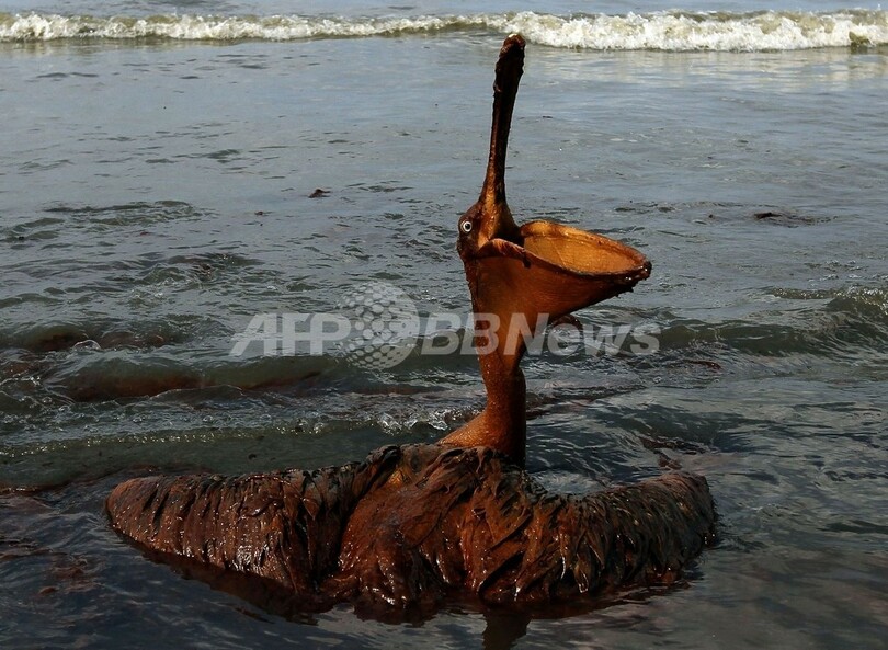油まみれの鳥たち、メキシコ湾原油流出事故