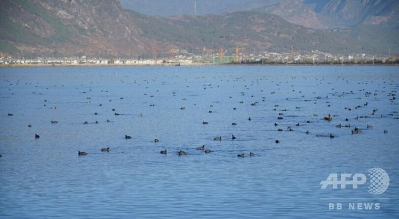 「渡り鳥の楽園」雲南の自然保護区に冬の使者が到来、環境保護活動の成果