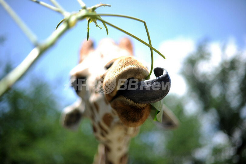 マレーシア国立動物園の動物たち 写真6枚 国際ニュース Afpbb News