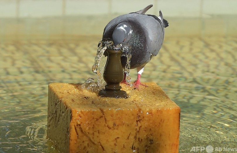  暑っ！ 動物も涼求め スペイン南部で38度に