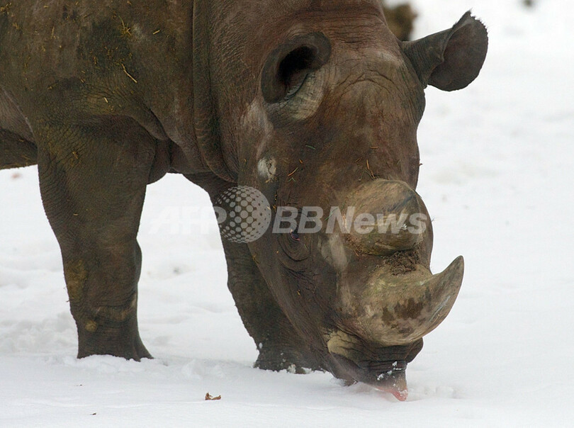 サイの密猟、過去最多の633頭に 南ア