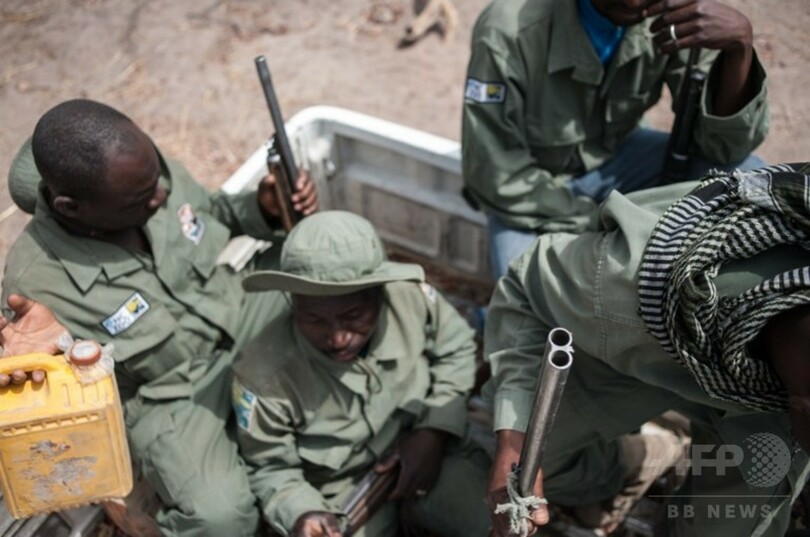 ナイジェリア「最後のライオン」を探して、絶滅の可能性も