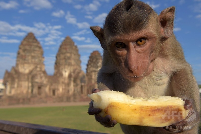 バナナも食べ放題でサル大満足 タイの モンキー ビュッフェ 写真19枚 国際ニュース Afpbb News