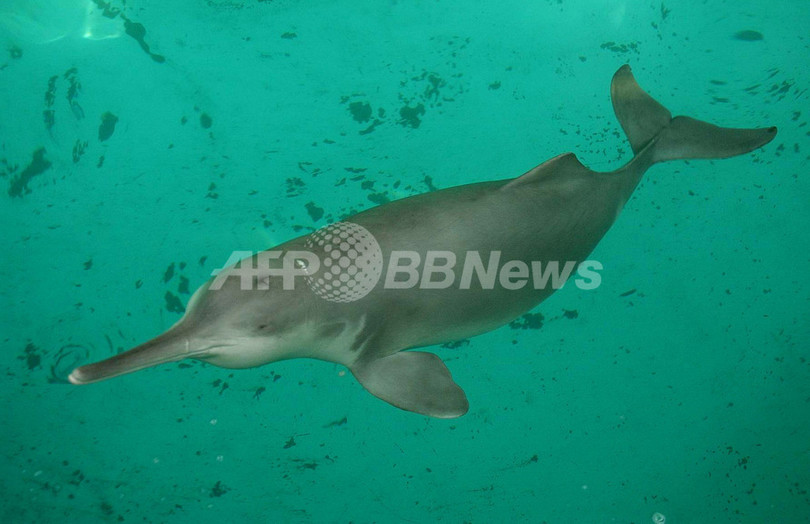 希少種のヨウスコウカワイルカ、絶滅か 希少種のヨウスコウカワイルカ、絶滅か
