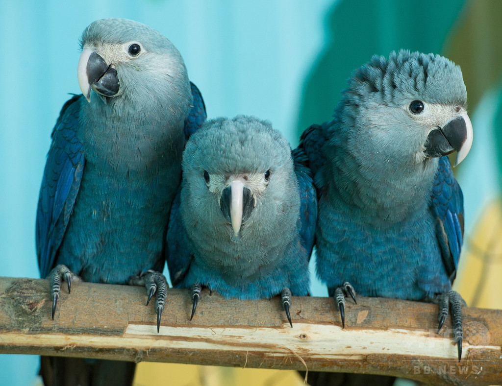 野生種絶滅のアオコンゴウインコ、50羽をブラジルの大自然へ 野生種絶滅のアオコンゴウインコ、50羽をブラジルの大自然へ