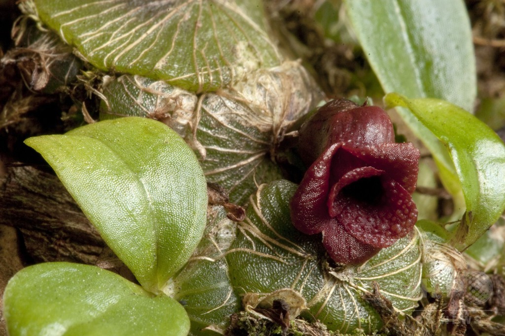 イボだらけの新種ラン、カンボジアで発見 英植物学者チーム イボだらけの新種ラン、カンボジアで発見 英植物学者チーム