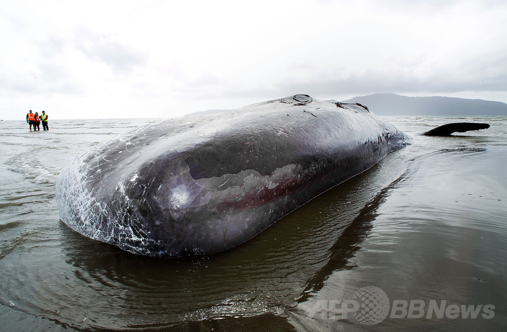 カナダでまたクジラの死骸、ネット競売出品も規則違反で取り下げ カナダでまたクジラの死骸、ネット競売出品も規則違反で取り下げ