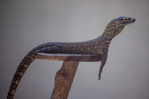 絶滅危惧のコモドドラゴン 29匹誕生 インドネシア動物園 写真13枚 国際ニュース Afpbb News