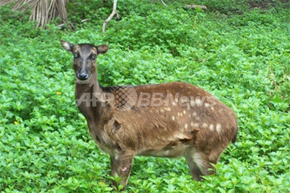 フィリピンで希少種のシカ、生息の痕跡を発見 写真1枚 国際ニュース