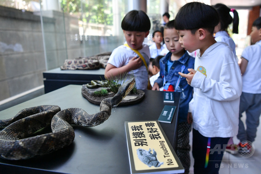ペットの毒ヘビにかまれ陝西省の女性が昏睡状態に インターネットで購入 写真1枚 国際ニュース:AFPBB News