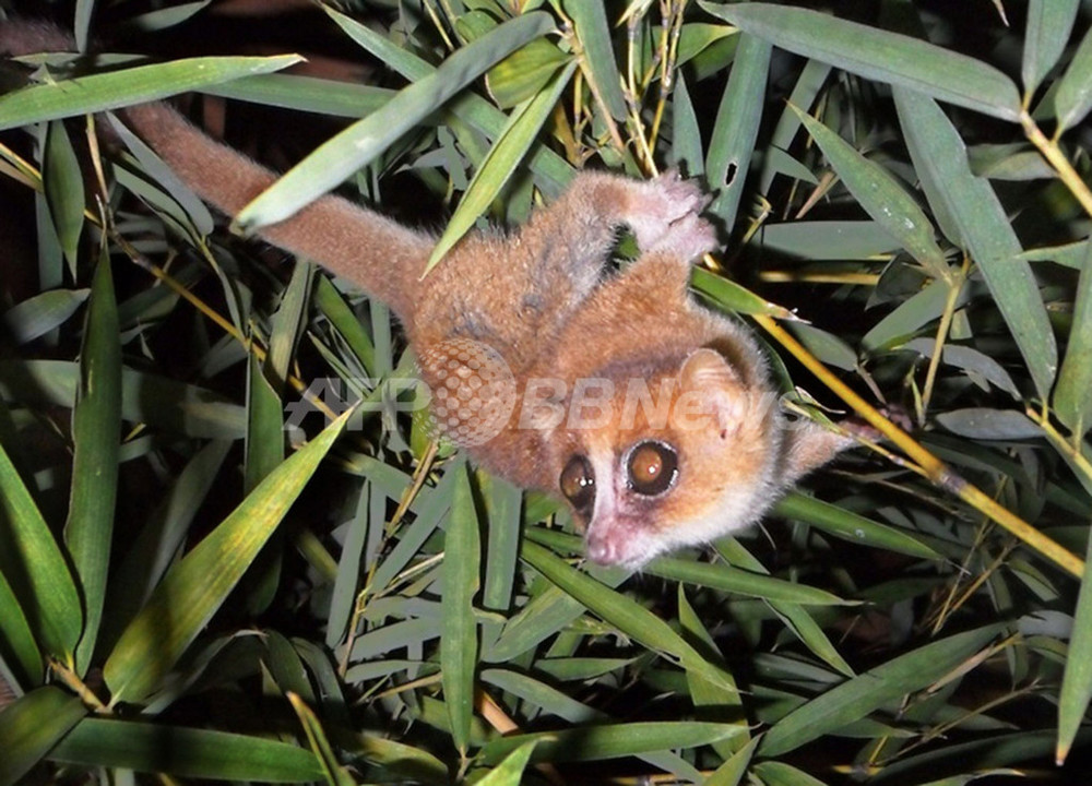 マダガスカルのネズミキツネザル2種 霊長類の新種と特定 写真1枚 国際ニュース Afpbb News