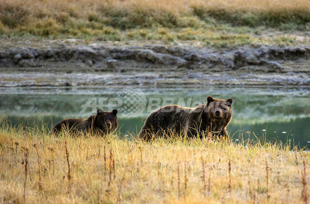 米イエローストーン国立公園に暮らすクマの親子 写真6枚 国際ニュース Afpbb News