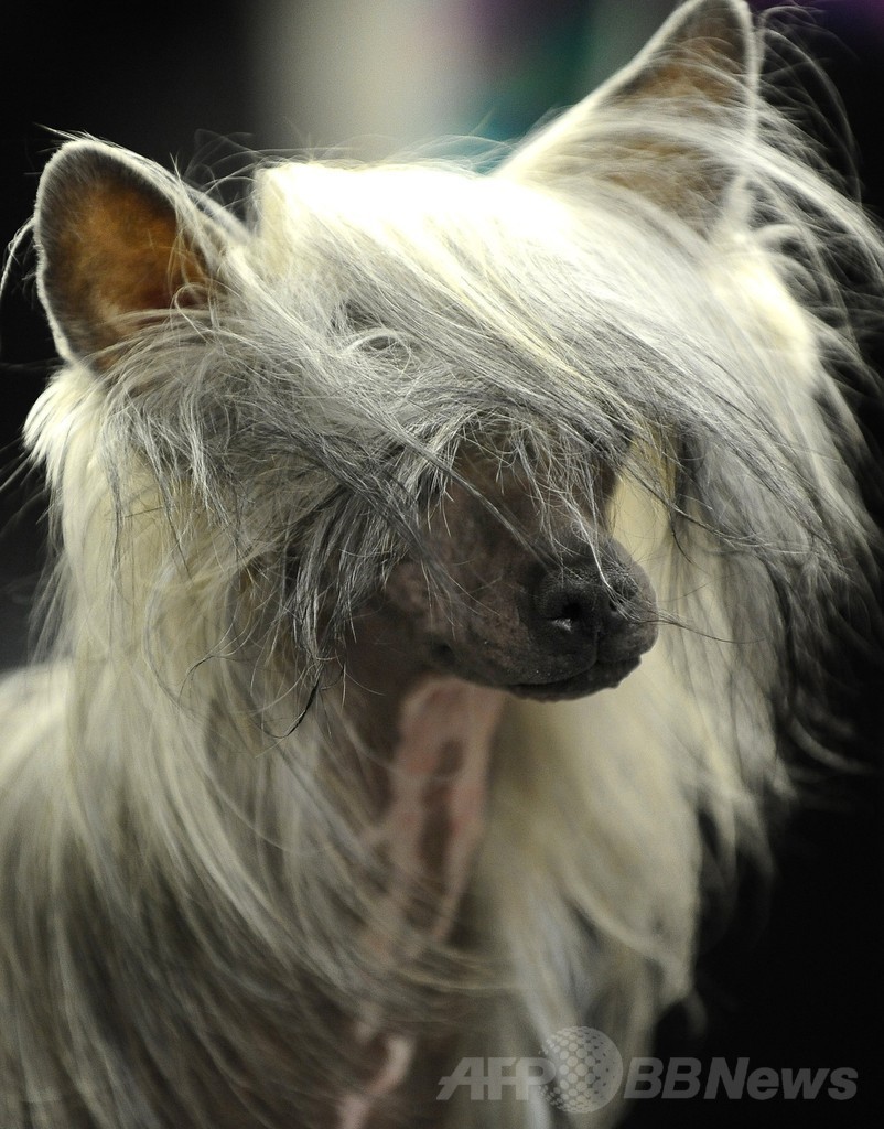 【特集】「美犬」大集合、米ドッグショー写真集