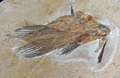 フランスからブラジルに返還された白亜紀の鳥の化石（2022年5月24日撮影）。(c) JEAN-FRANCOIS MONIER / AFP
