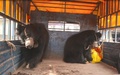 ネパール南部ラウタハトの警察署からパルサ野生動物保護区に移送されるクマ2頭。世界動物保護協会提供（2017年12月20日撮影）。(c)AFP PHOTO / World Animal Protection