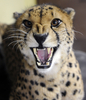 フランス東部アムネビル（Amneville）動物園の動物たち。写真はチーター（2012年2月2日撮影）。(c)AFP/JEAN-CHRISTOPHE VERHAEGEN