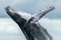 南米コロンビアのウランバ・バイア・マラガ自然公園内の太平洋で水面からジャンプするザトウクジラ（2018年8月12日撮影、資料写真）。(c)Miguel MEDINA / AFP
