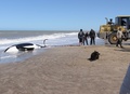 アルゼンチン・ブエノスアイレス州マルチキータの海岸に打ち上げられたシャチを救助する専門家たち（2019年9月16日撮影）。(c)Mara Sosti / AFP