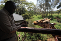 ナイロビ（Nairobi）のジラフセンター（Giraffe Center）で、携帯電話のカメラでキリンを撮影するケニア人観光客（2012年1月10日撮影）。(c)AFP/SIMON MAINA
