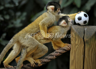 サッカーボールに興味津々のボリビアリスザル 写真5枚 国際ニュース