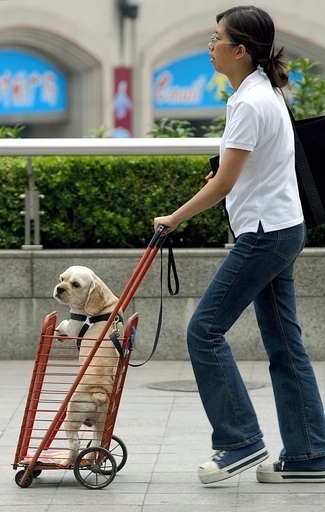 上海、「イヌの一人っ子政策」導入を決定 5月施行