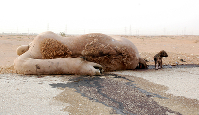 サウジアラビアでラクダ版「狂牛病」？　ラクダが短期間に大量死