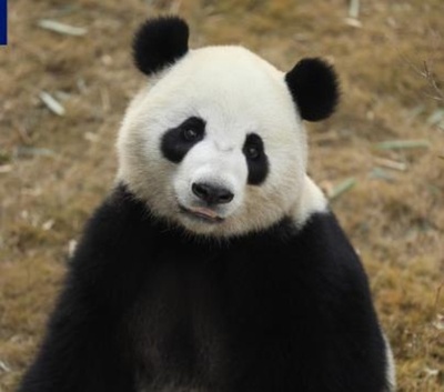 ジャイアントパンダの「金喜」と「茱萸」 間もなく中国からスペインへ