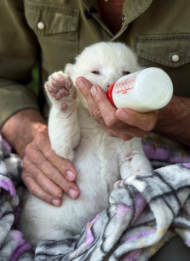 「まるでテディベア」 人工哺育でホワイトライオンすくすく